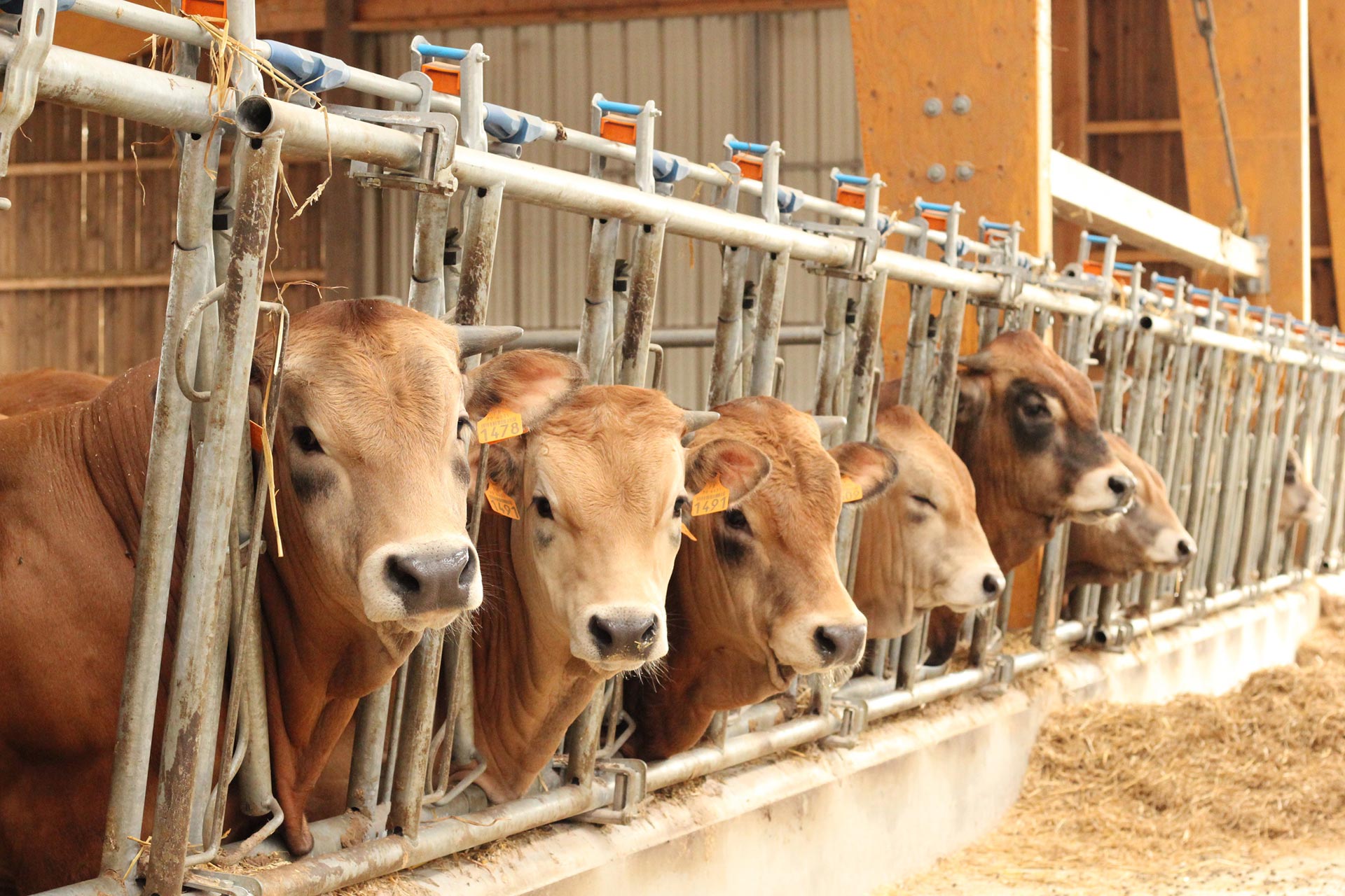 vaches loudun vienne