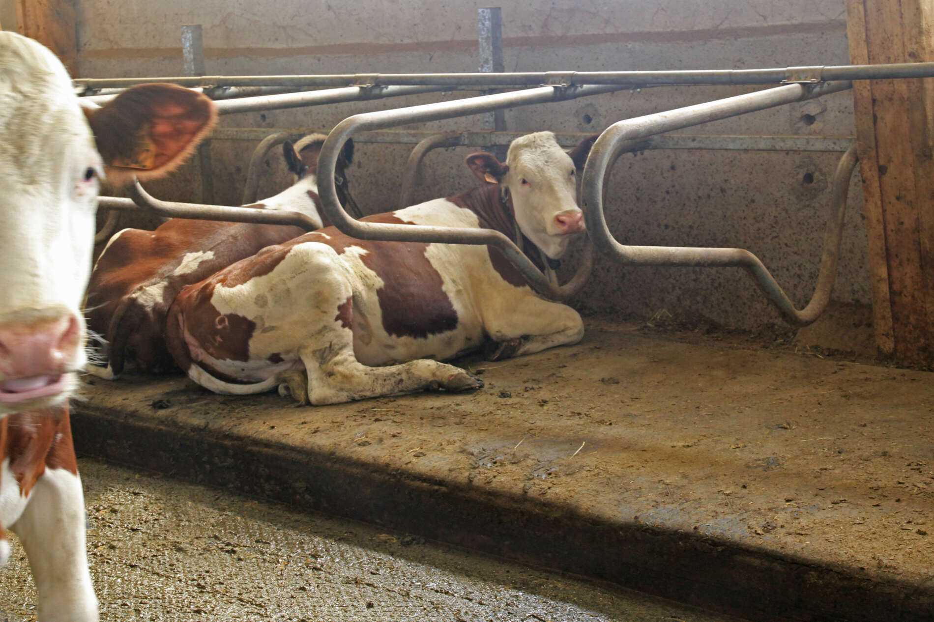 Logette Qualitagri pour bovins