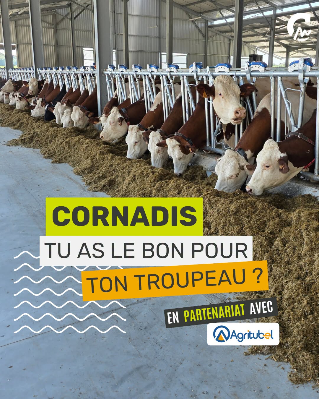 Bien choisir son cornadis pour bovins