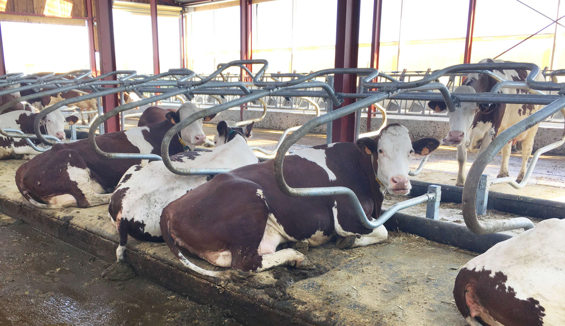 Logettes Agriconfort (3)